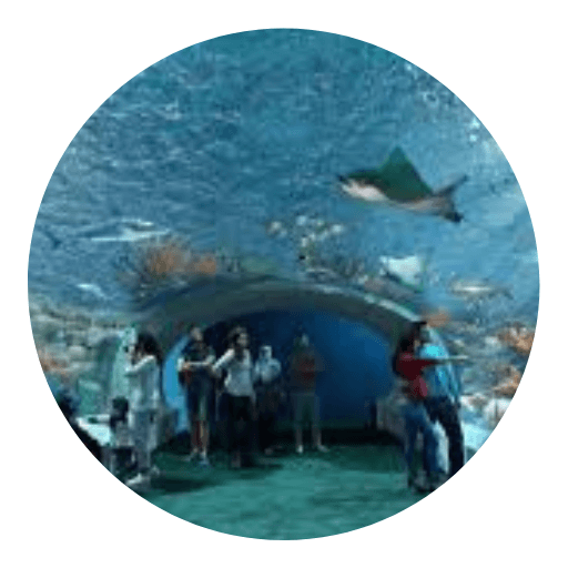 ES Camps - shedd-aquarium